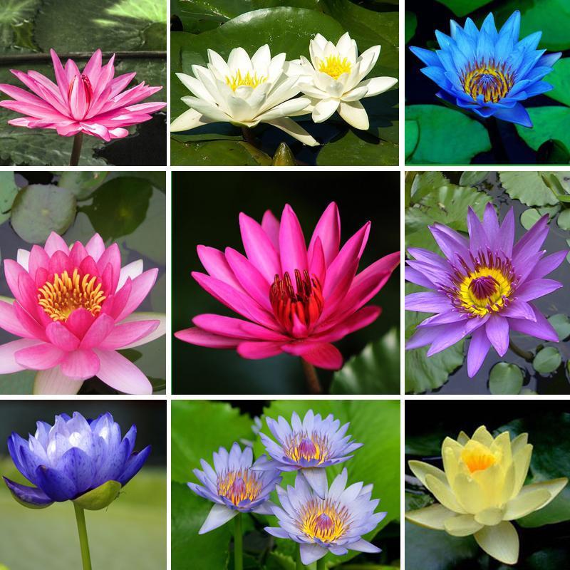 Home ornamental lotus seeds
