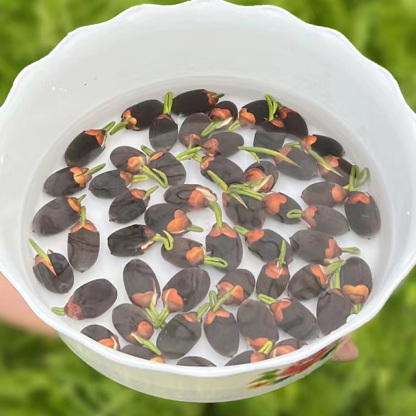 Home ornamental lotus seeds