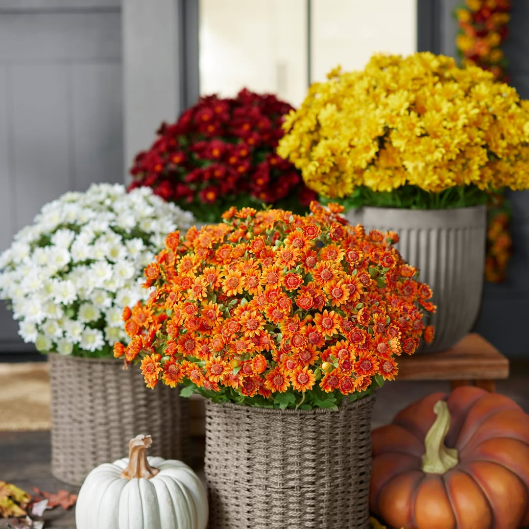 💥ON SALE💥- Artificial Outdoor Sunset Mums Flowers - UV resistant, Waterproof, Windproof