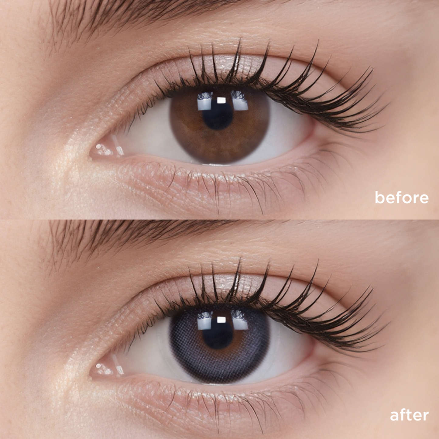 Black Sugar Bean-moodylenses