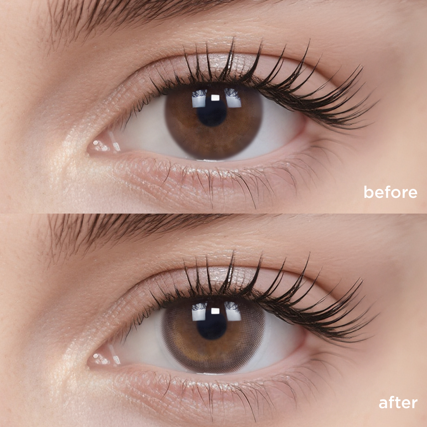 Cold Brew Oolong (1 pc)