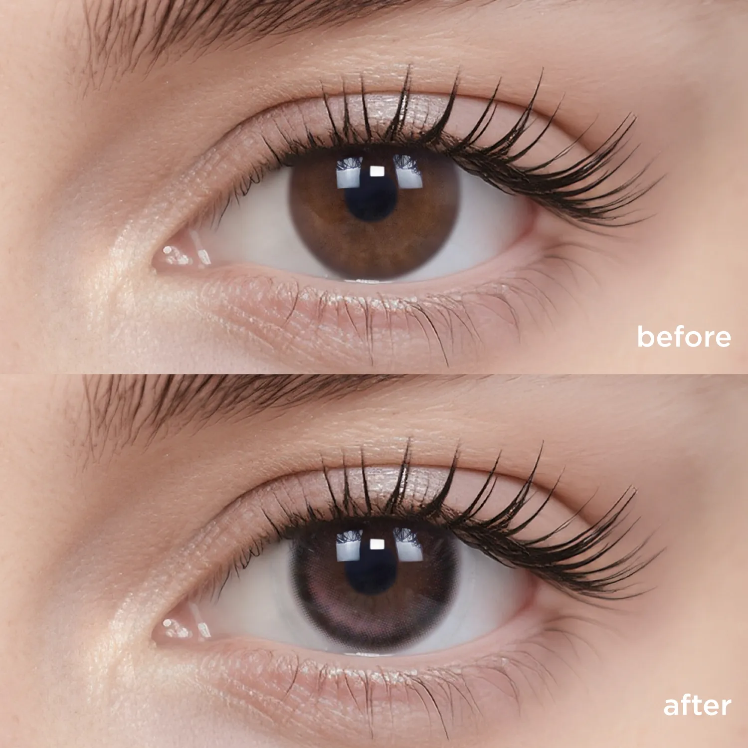 Midnight Ballet(6 Months)