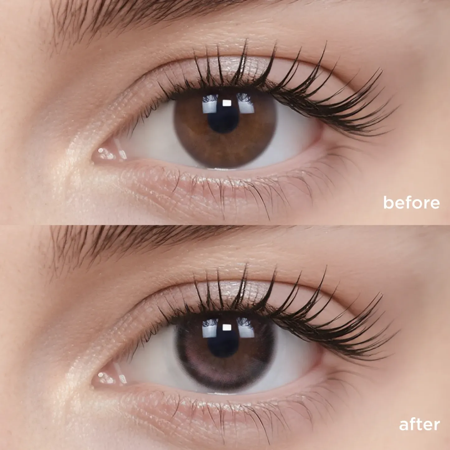 Midnight Ballet(6 Months)