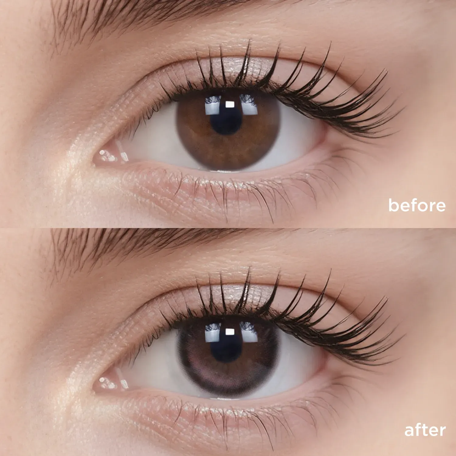 Midnight Ballet(6 Months)