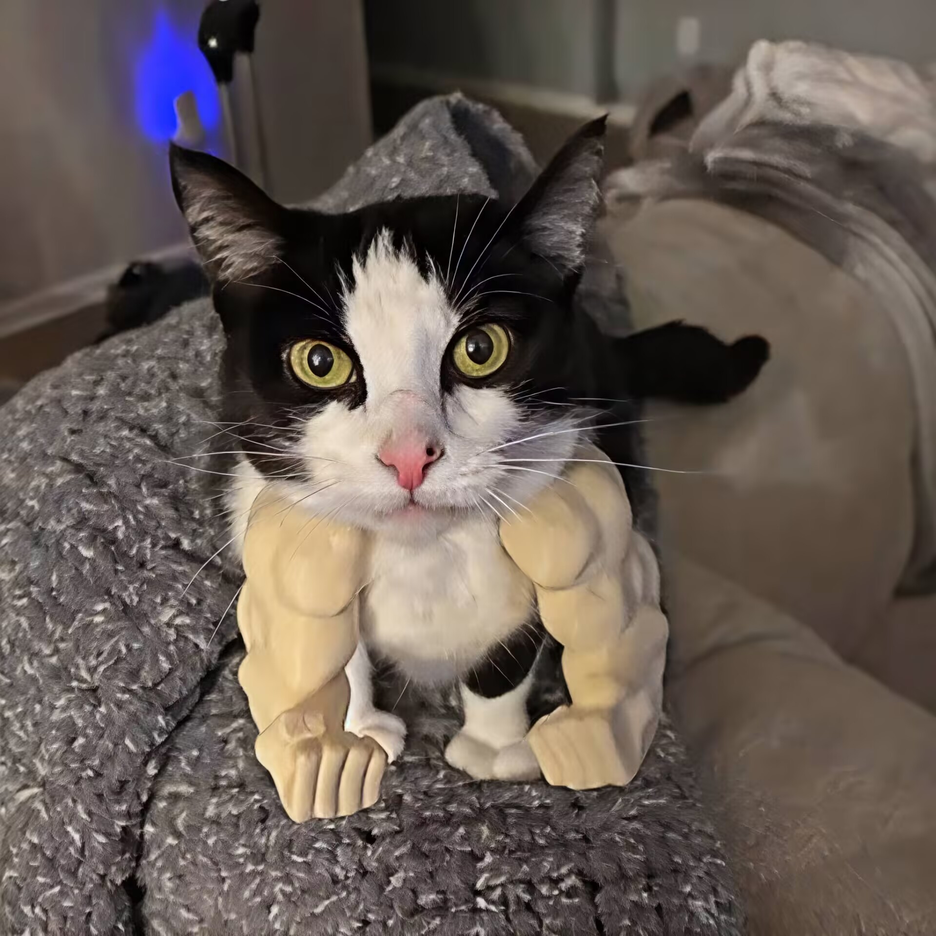 Funny pet muscular arms