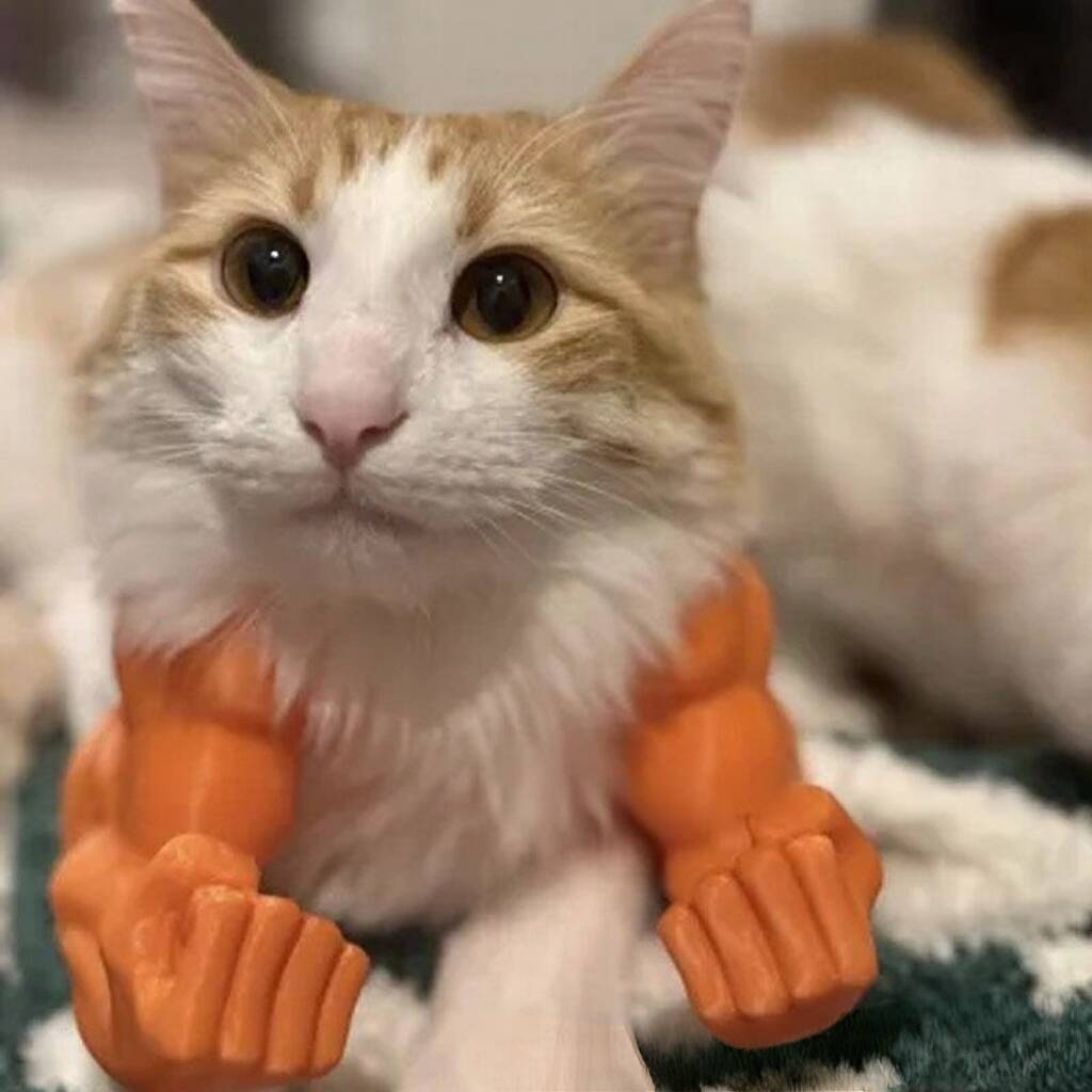 Funny pet muscular arms