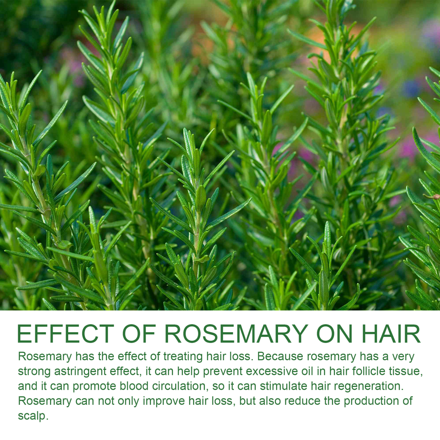 Jaysuing Rosemary Shampoo - Anti-hair loss, oil control, fluffy and smooth hair