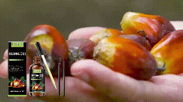 Hoegoa Battana Hair Oil | Nourishing Scalp & Strengthening Hair Roots – Botanical Repair Elixir