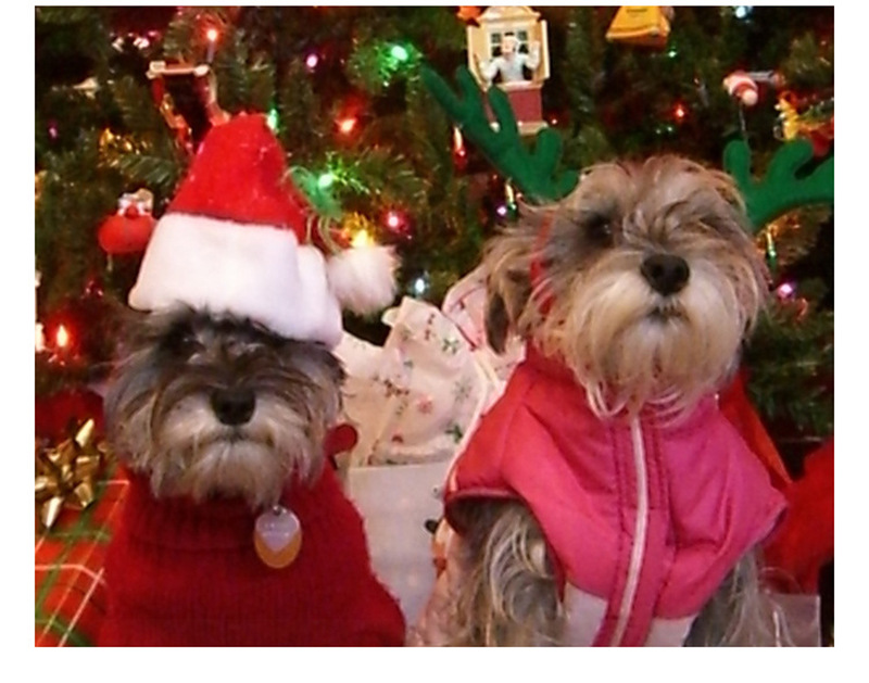 Pet Christmas Red Plush Hat，20*14Cm