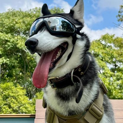 Occhiali da sole antivento per cani, occhiali per animali domestici, molto belli