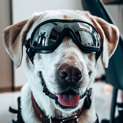 Occhiali da sole antivento per cani, occhiali per animali domestici, molto belli
