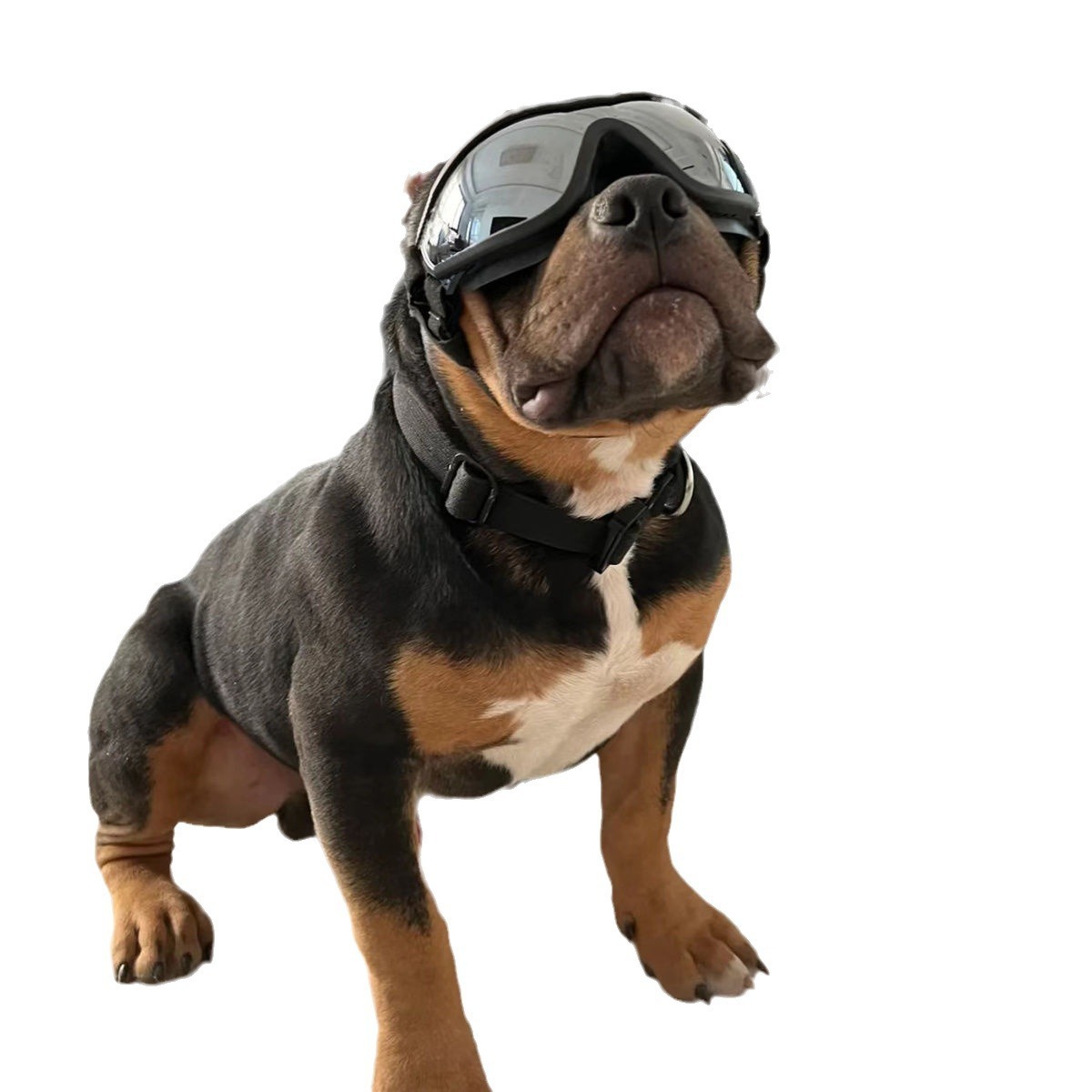 Occhiali da sole antivento per cani, occhiali per animali domestici, molto belli