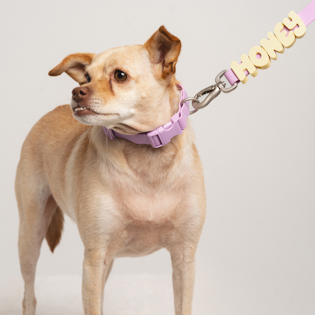 Silicone Dog Charms | Letters & Symbols for Personalized Dog Collars and Leashes - Butter Yellow