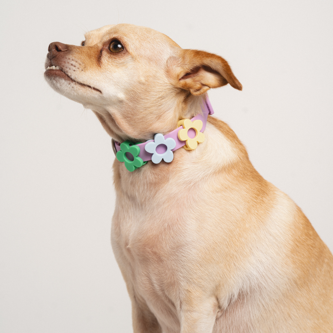 Silicone Dog Charms | Letters & Symbols for Personalized Dog Collars and Leashes - Butter Yellow