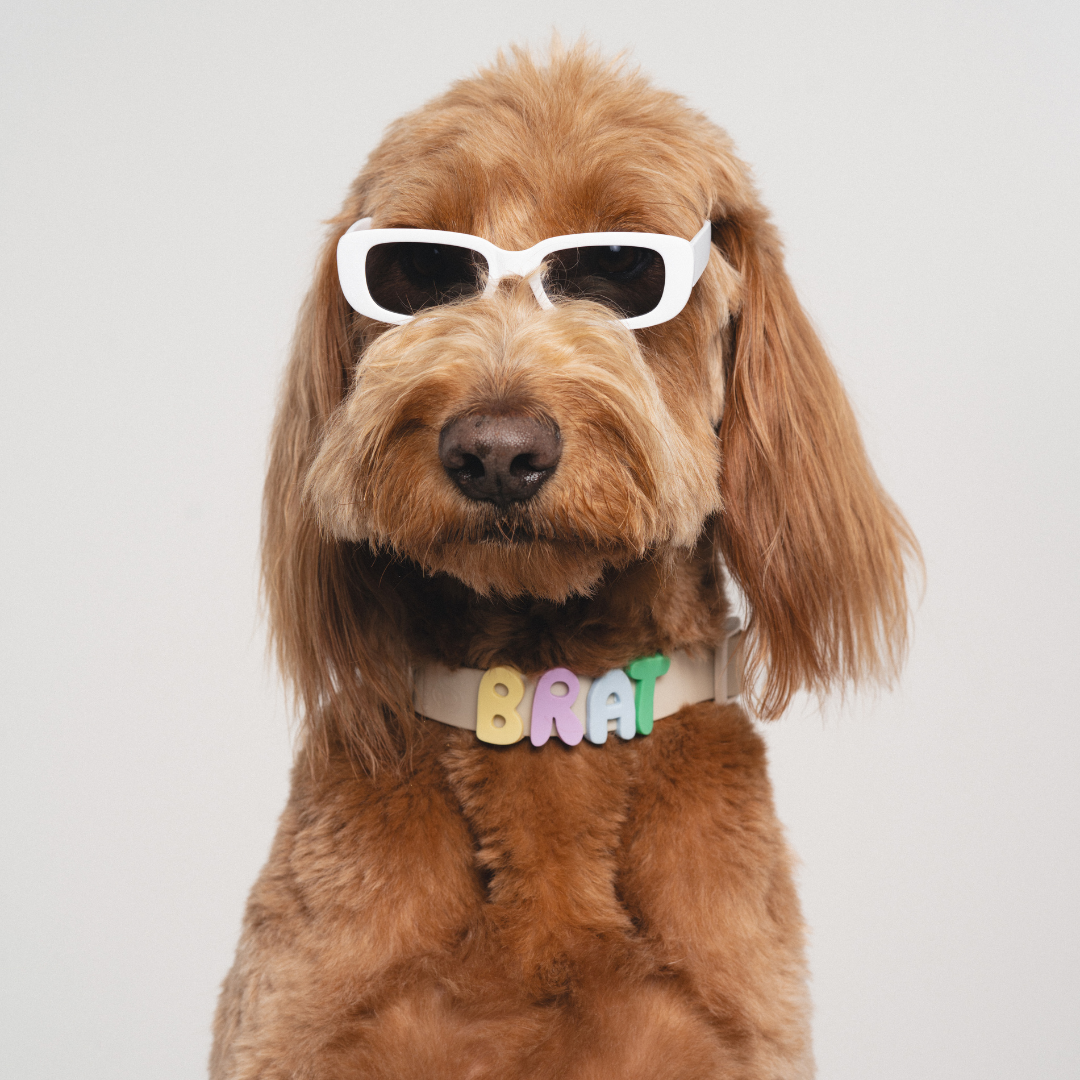 Silicone Dog Charms | Letters & Symbols for Personalized Dog Collars and Leashes - Butter Yellow