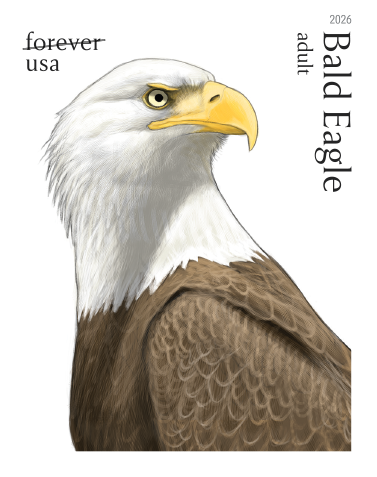 2026 Bald Eagle: Hatchling toAdult Forever First Class Postage Stamps