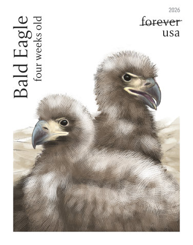 2026 Bald Eagle: Hatchling toAdult Forever First Class Postage Stamps