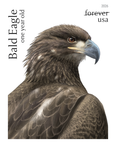 2026 Bald Eagle: Hatchling toAdult Forever First Class Postage Stamps