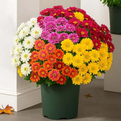 💥Last Day 70% OFF🌼- Artificial Outdoor Sunset Mums Flowers - UV resistant, Waterproof, Windproof