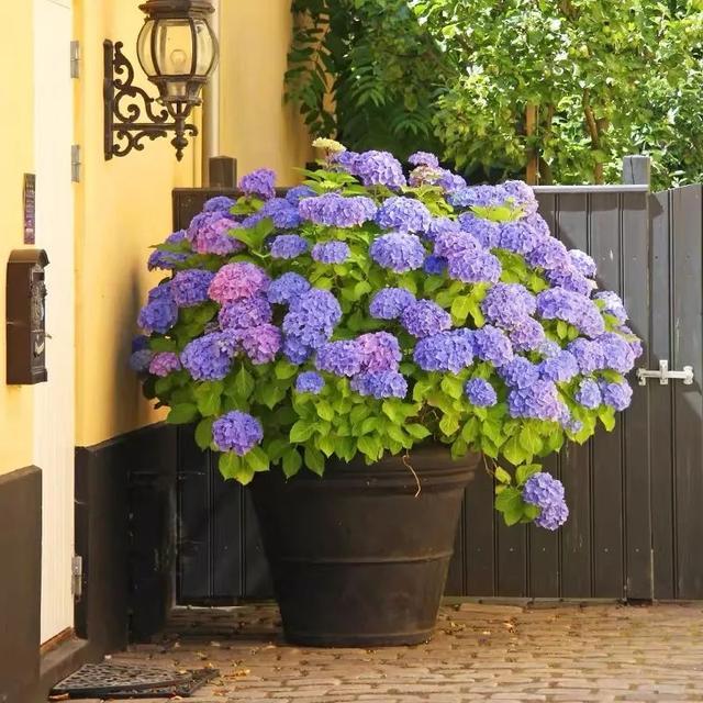 🔥Last Day 49% OFF🔥Outdoor Artificial Hydrangea Flowers💐
