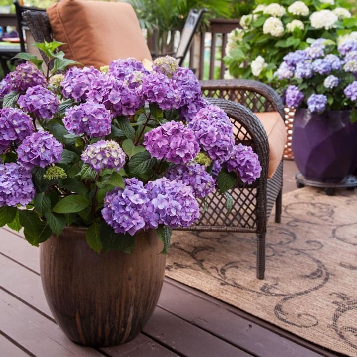🔥Last Day 49% OFF🔥Outdoor Artificial Hydrangea Flowers💐