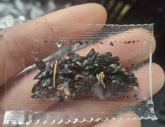 🍃Rare Hosta Seeds🌿