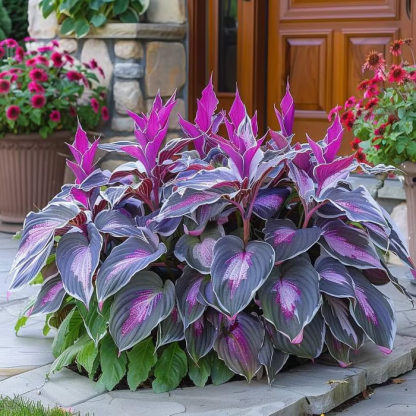 🔥Last Day 49% OFF🍃Rare Hosta Seeds🌿