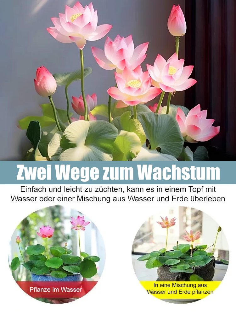 【Entwickelt von der Akademie für Agrarwissenschaften】Winter-Zierlotussamen für die Hydrokultur🌸 Die Blütenknospen erscheinen nach 3 Tagen und blühen nach 15 Tagen auf. Für einen eleganten Duft in Ihrem Zuhause!