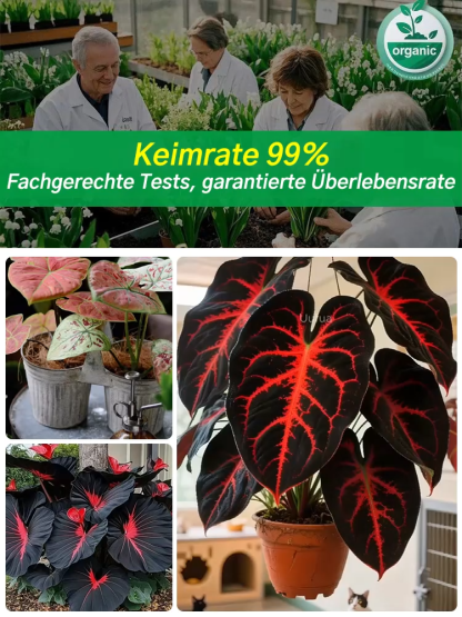 【Bunte Calathea-Megablätter-Blumensamen】  Bekannt als natürlicher Luftreiniger, benötigen seine leuchtenden, immergrünen Blätter wenig Sonnenlicht und nur Wasser, um gesund zu wachsen. Erfüllen sie Ihr Zuhause mit einem natürlichen Duft.