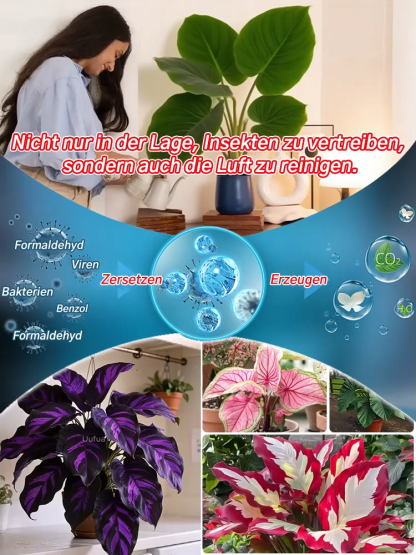【Bunte Calathea-Megablätter-Blumensamen】  Bekannt als natürlicher Luftreiniger, benötigen seine leuchtenden, immergrünen Blätter wenig Sonnenlicht und nur Wasser, um gesund zu wachsen. Erfüllen sie Ihr Zuhause mit einem natürlichen Duft.