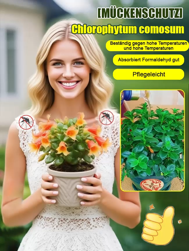 【Wehrt Mücken und Insekten ab】Goldfischblume als Hängepflanze