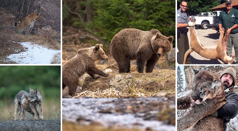 COD单页系统建站,联系QQ:494906791/微信:Cod_web