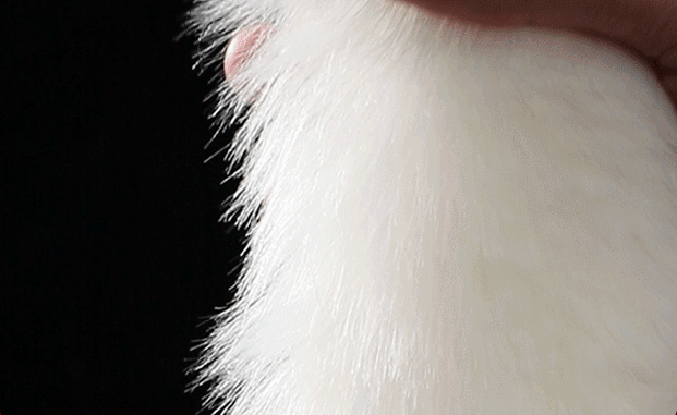 Fluffy Fox Tail Anal Plug  -WeLovePlugs