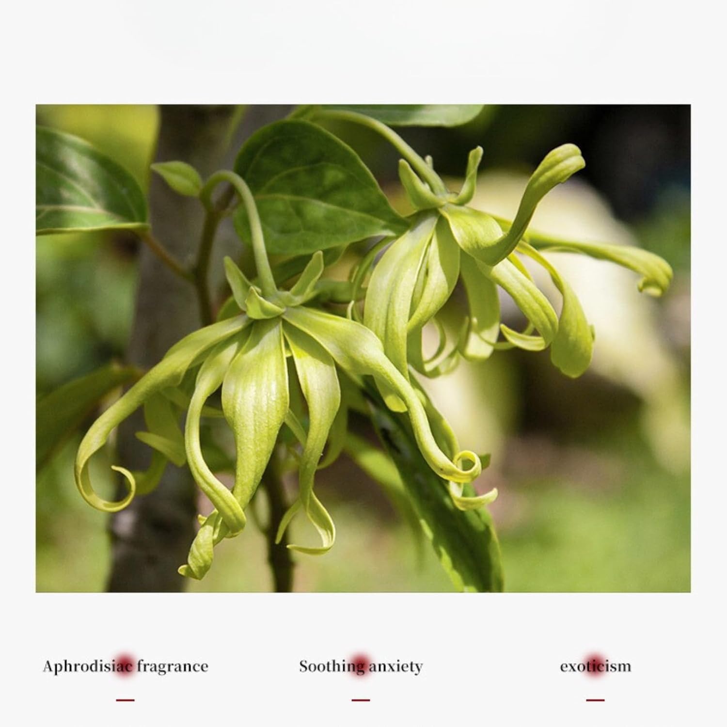 Butterfly-shaped Low-temperature Candle - image 5