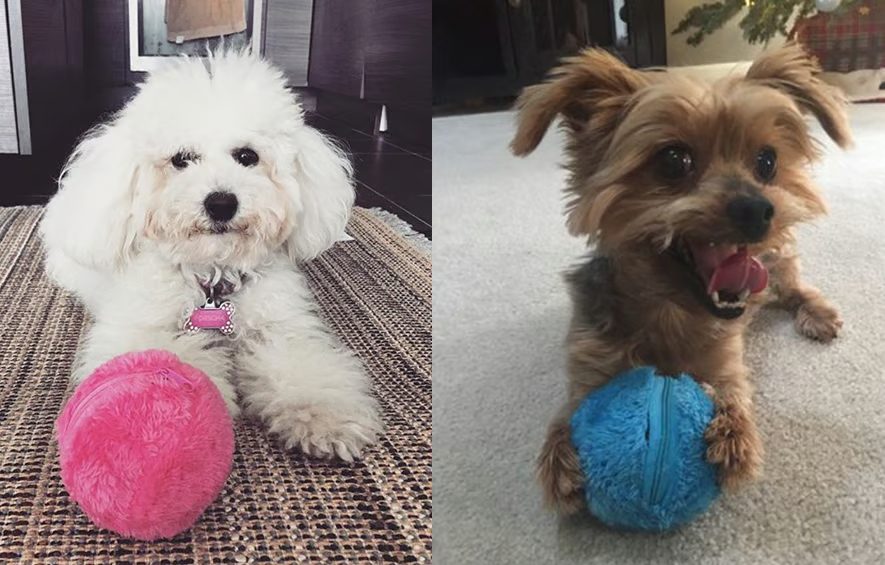 Active Rolling Ball (4 color covers included)