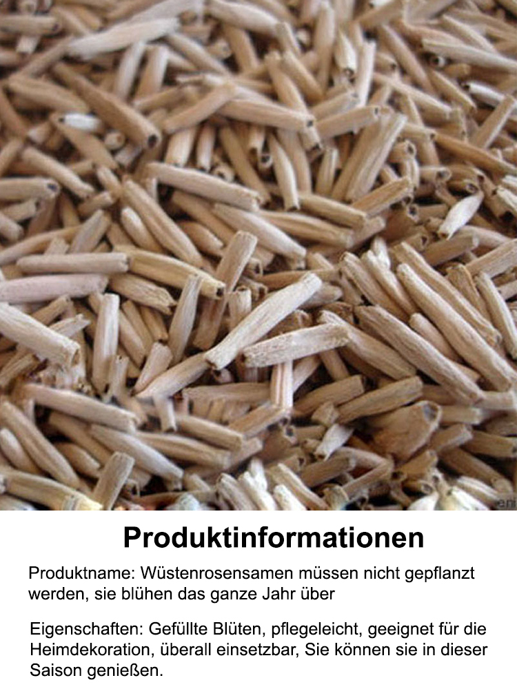 【25 Tage bis zur Blüte】✨️Von -15°C bis 40°C blüht sie! Einfacher zu pflegen als Kakteen. Einmal gepflanzt, blüht sie jedes Jahr wieder! Der Duft ist sogar 500 Meter weit zu riechen!