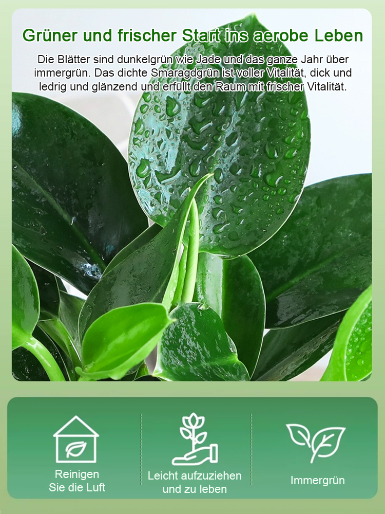 Smaragd-Philodendron Wasserpflanzen-Set ✨ 100 Prozent Hydrokultur ✨ Ohne Erde Keine Insekten