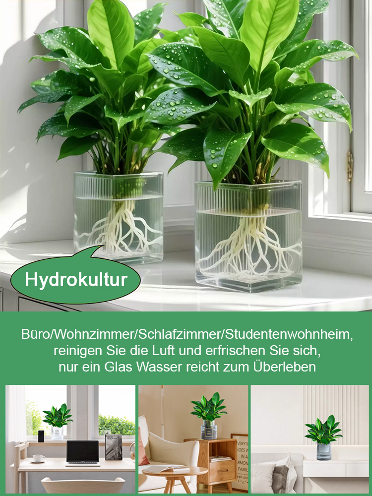 Smaragd-Philodendron Wasserpflanzen-Set ✨ 100 Prozent Hydrokultur ✨ Ohne Erde Keine Insekten