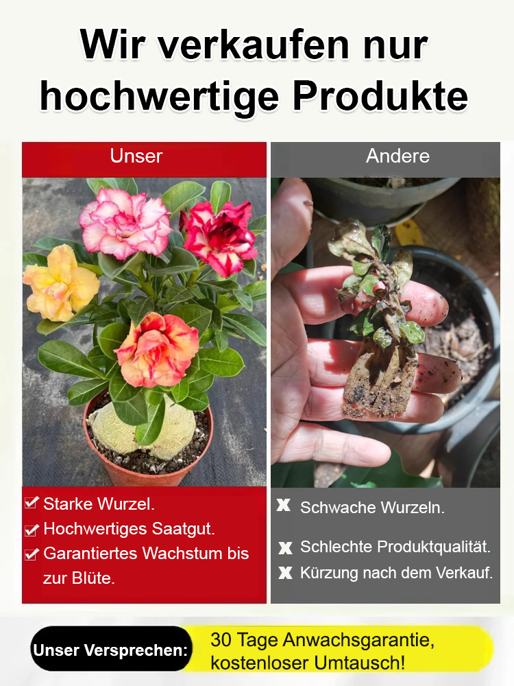 【25 Tage bis zur Blüte】✨️Von -15°C bis 40°C blüht sie! Einfacher zu pflegen als Kakteen. Einmal gepflanzt, blüht sie jedes Jahr wieder! Der Duft ist sogar 500 Meter weit zu riechen!