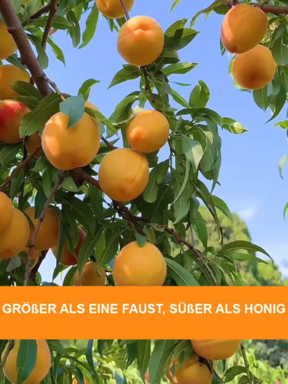 [Fruchtreif in 3 Monaten] Extra große gelbe Pfirsichsetzlinge, süßer als Honig