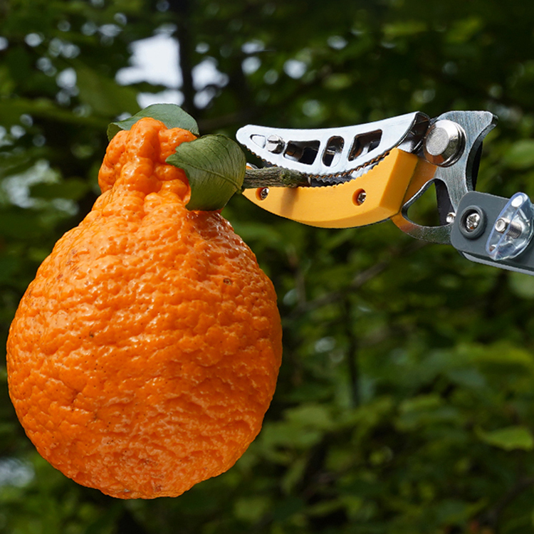 Multifunktionaler Obstpflücker