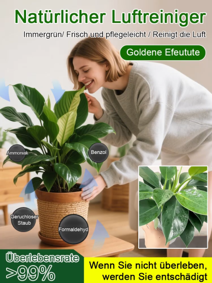 Smaragd-Philodendron Wasserpflanzen-Set ✨ 100 Prozent Hydrokultur ✨ Ohne Erde Keine Insekten
