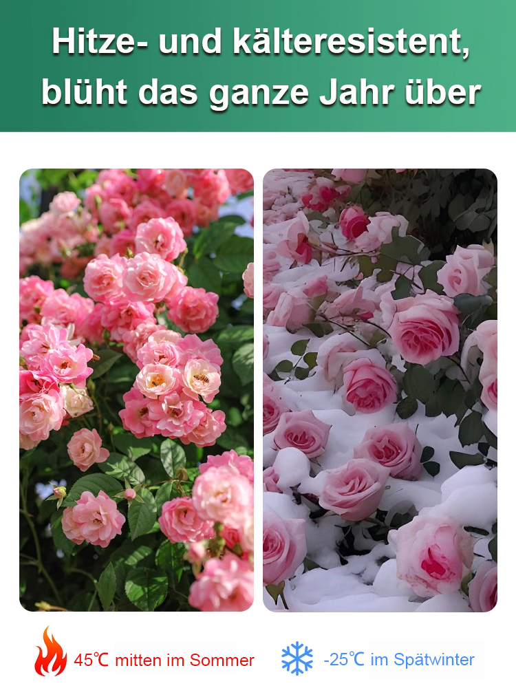 【25 Tage bis zur Blüte】✨️Von -15°C bis 40°C blüht sie! Einfacher zu pflegen als Kakteen. Einmal gepflanzt, blüht sie jedes Jahr wieder! Der Duft ist sogar 500 Meter weit zu riechen!