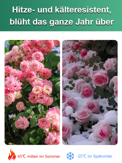【25 Tage bis zur Blüte】✨️Von -15°C bis 40°C blüht sie! Einfacher zu pflegen als Kakteen. Einmal gepflanzt, blüht sie jedes Jahr wieder! Der Duft ist sogar 500 Meter weit zu riechen!