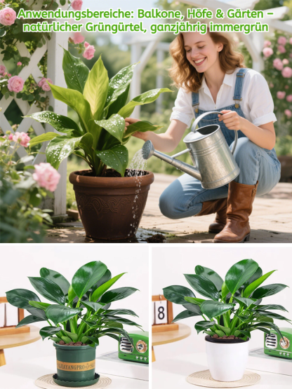 Smaragd-Philodendron Wasserpflanzen-Set ✨ 100 Prozent Hydrokultur ✨ Ohne Erde Keine Insekten