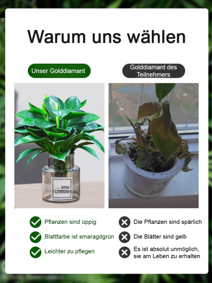 Smaragd-Philodendron Wasserpflanzen-Set ✨ 100 Prozent Hydrokultur ✨ Ohne Erde Keine Insekten