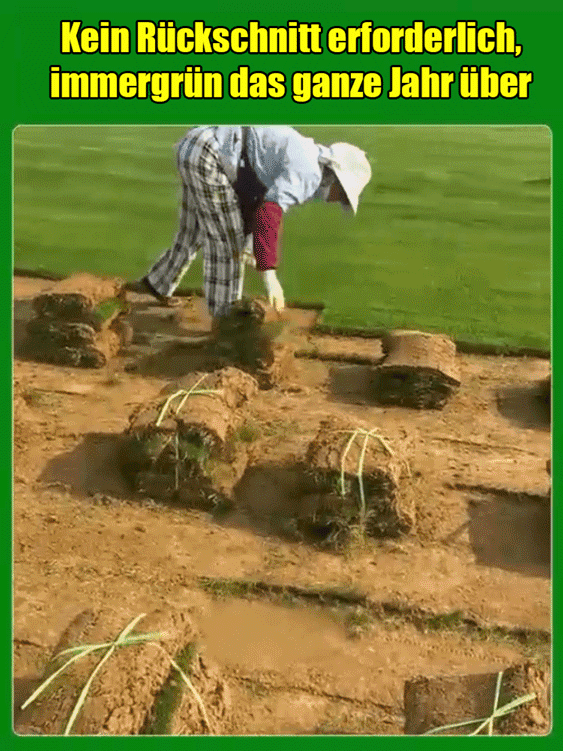 🌱 Holländische Technologie: Sichtbare Keimung in 7 Tagen, dichter Rasen in nur 45 Tagen. 100% mähfrei! 