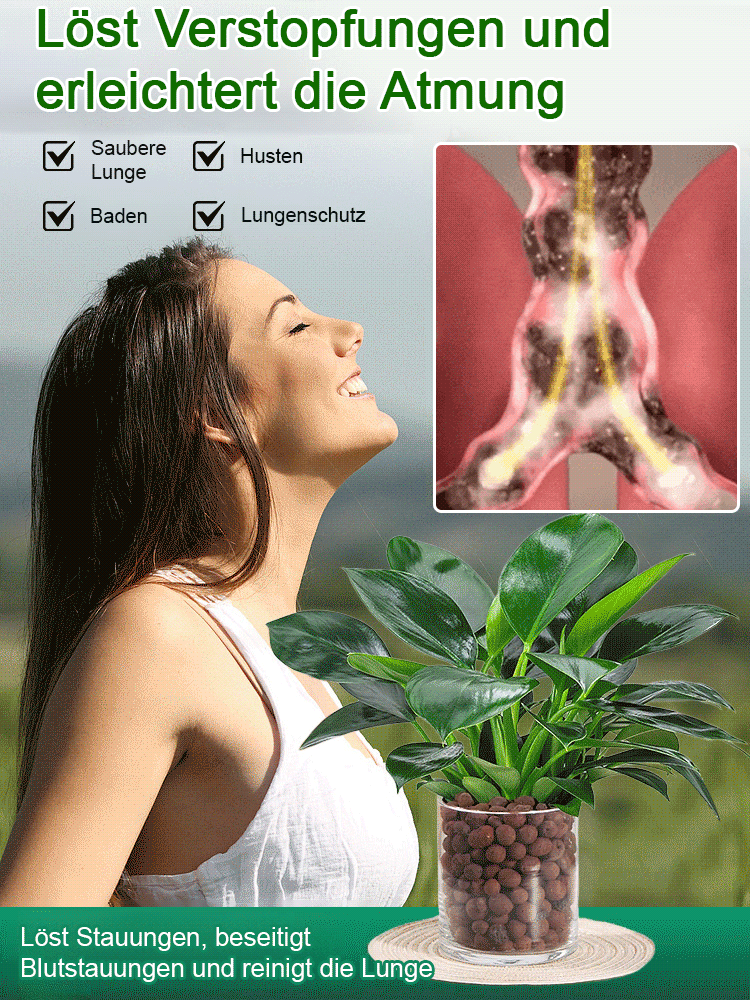 Smaragd-Philodendron Wasserpflanzen-Set ✨ 100 Prozent Hydrokultur ✨ Ohne Erde Keine Insekten