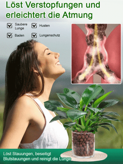 Smaragd-Philodendron Wasserpflanzen-Set ✨ 100 Prozent Hydrokultur ✨ Ohne Erde Keine Insekten