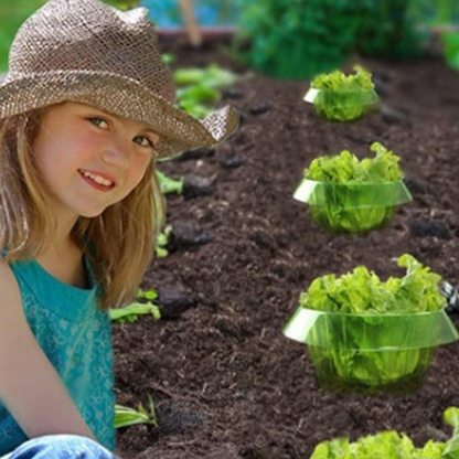 Grüner transparenter Schutzschirm für Gemüse